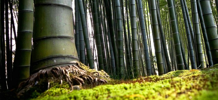 The bamboo plantation also plays a significant role in soil and forest rehabilitation